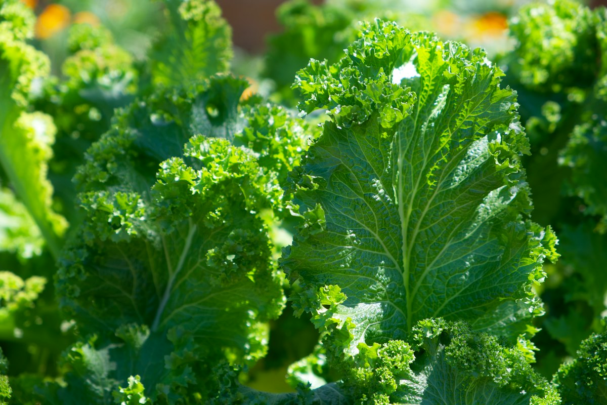 Aliments riches en vitamines