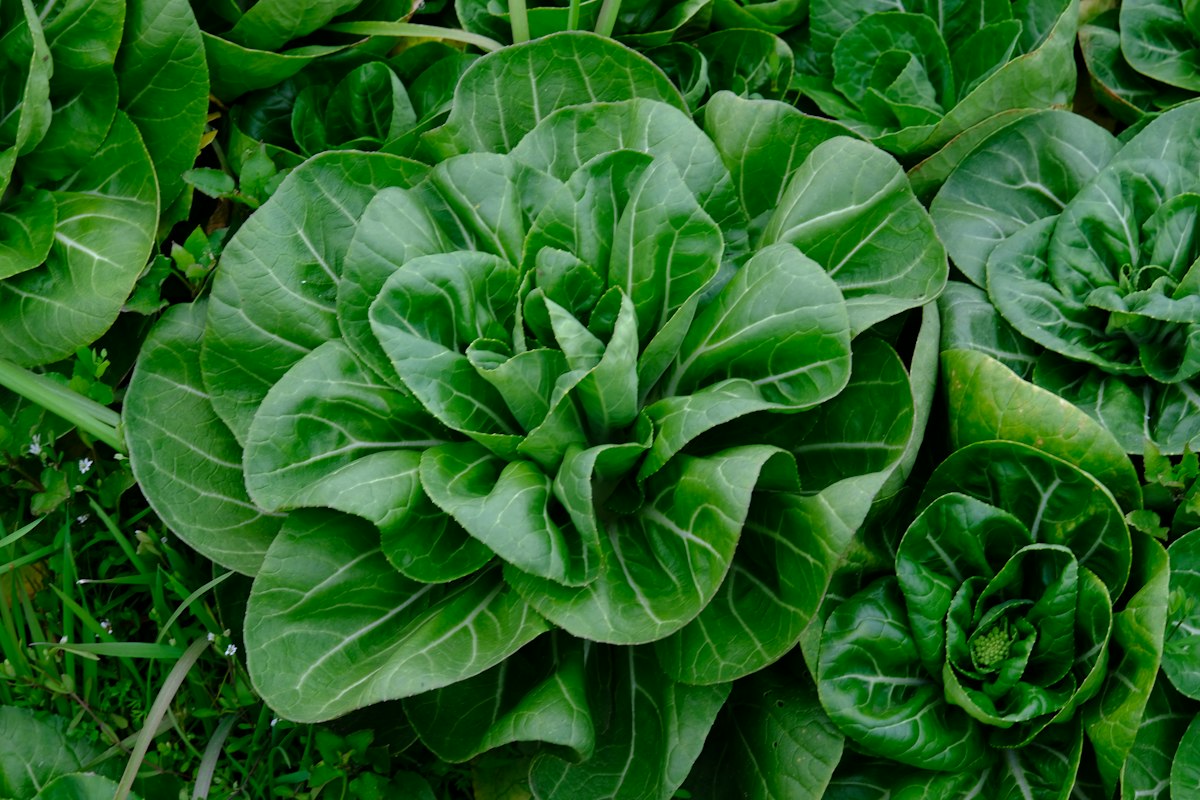 Épinards et légumes verts
